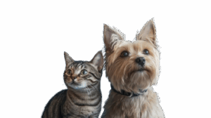 vista-de-gatos-y-perros